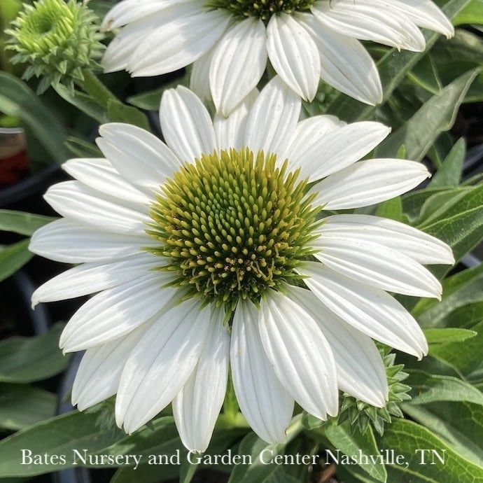 #1 Echinacea x Kismet &#39;White&#39;/ Dwarf Coneflower