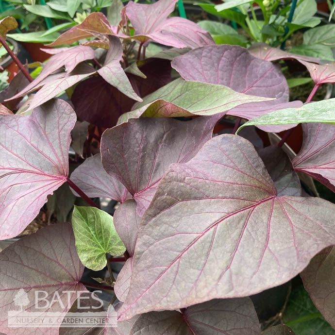 Edible QP Sweet Potato