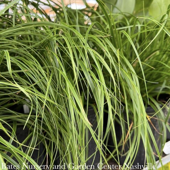 #1 Grass Carex osh EverColor &#39;Everlime&#39;/ Variegated Sedge