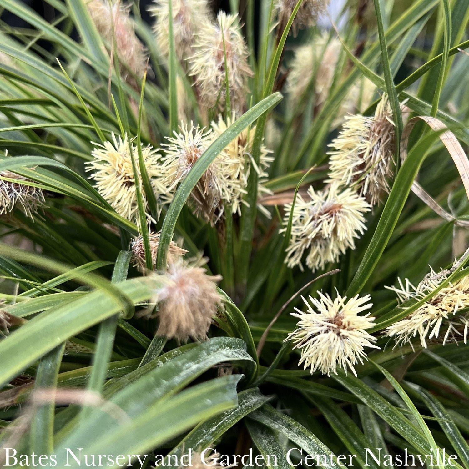 #1 Grass Carex osh EverColor &#39;Everlime&#39;/ Variegated Sedge