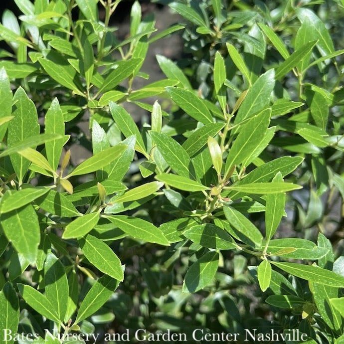 #3 Ilex glabra PW Gem Box/ Inkberry Holly (female) Native (R)