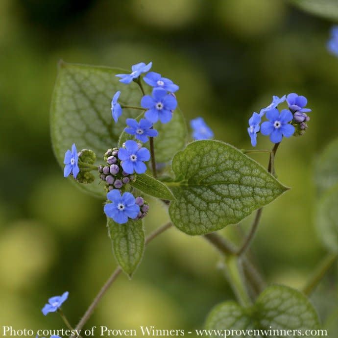 #1 Brunnera mac PW Queen of Hearts/ Siberian Bugloss