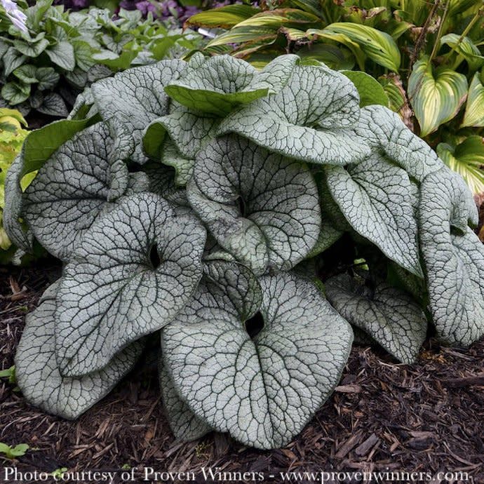 #1 Brunnera mac PW Queen of Hearts/ Siberian Bugloss