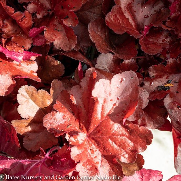 6P Heuchera x Forever &#39;RED&#39;/ Coral Bells