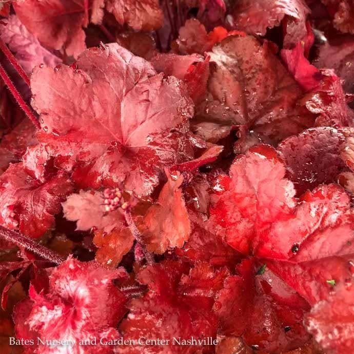 6P Heuchera x Forever &#39;RED&#39;/ Coral Bells