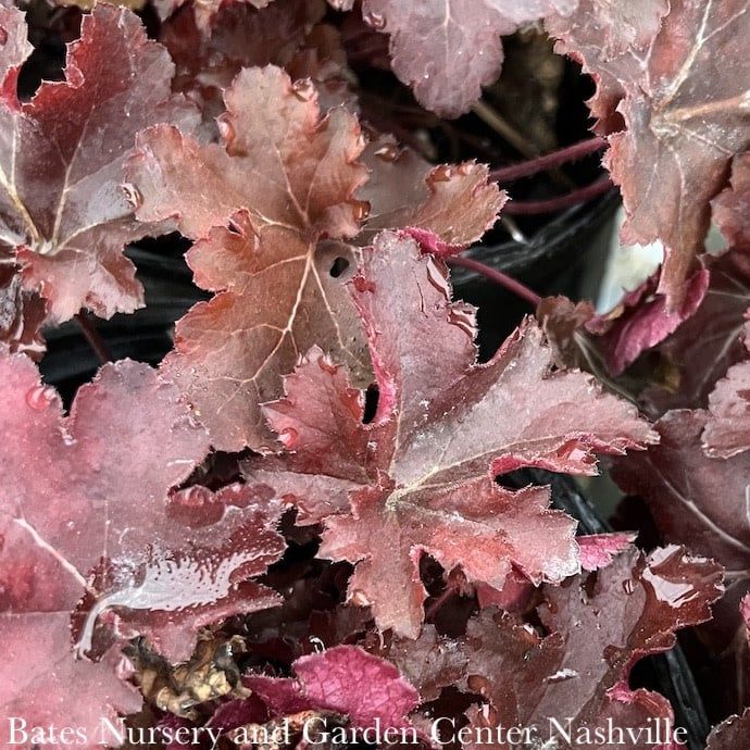 6P Heuchera x Forever &#39;RED&#39;/ Coral Bells