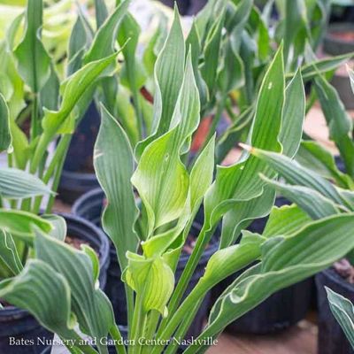 score seed and garden supply Tower Garden Seed Collection – 15 Varieties main image 0