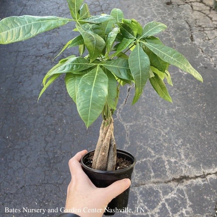 5.5p!/6p! Pachira Money Tree Braid /Tropical