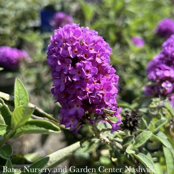 #2 Buddleia Flutterby Petite &#39;Tutti Fruitti&#39;/ Dwarf Pink Butterfly Bush