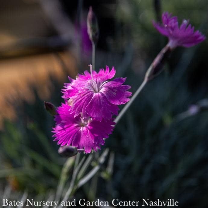 QP Dianthus grat Firewitch/ Magenta Cheddar Pink