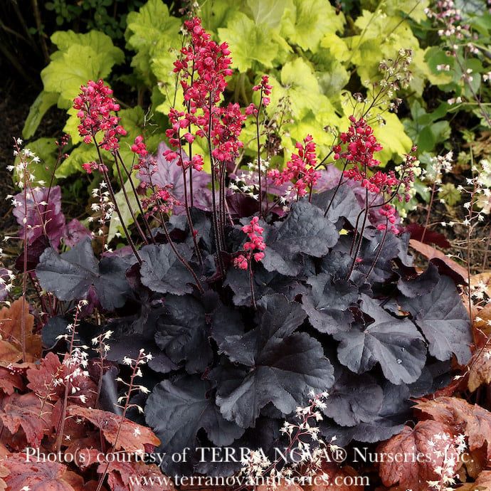 #1 Heuchera x Black Forest Cake/ Coral Bells