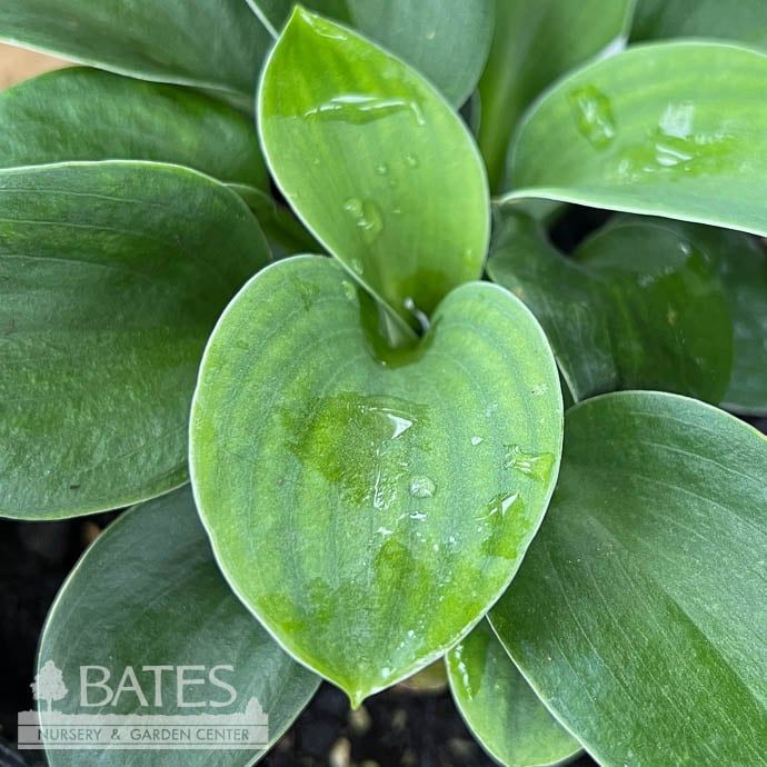 #1 Hosta Silver Bullet/ Blue