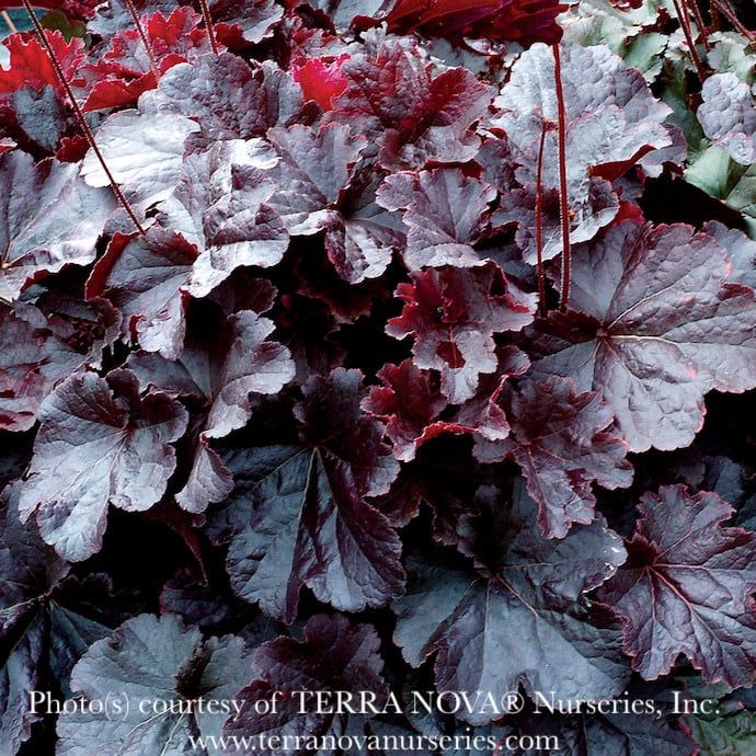 #1 Heuchera x rich Northern Exposure &#39;Black&#39;/ Coral Bells
