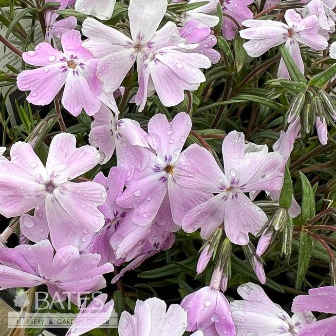 #1 Phlox x PW Spring Bling &#39;Pink Sparkles&#39;/ Creeping