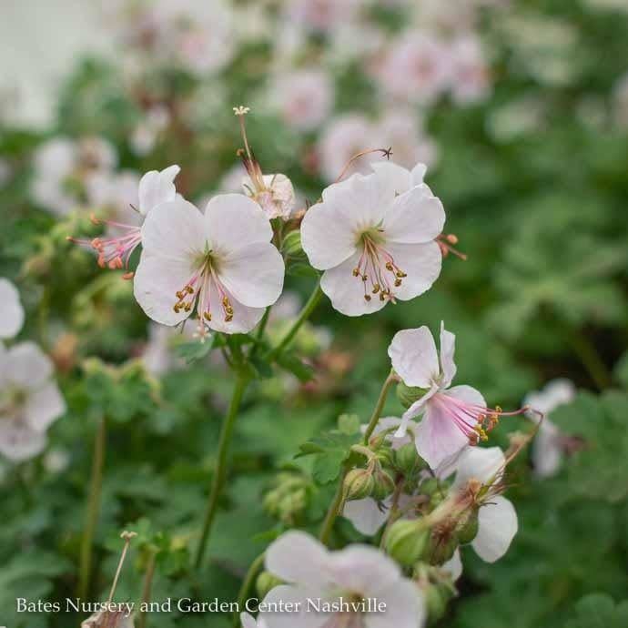 #1 Geranium x cant Biokovo/ White and Pink Cranesbill