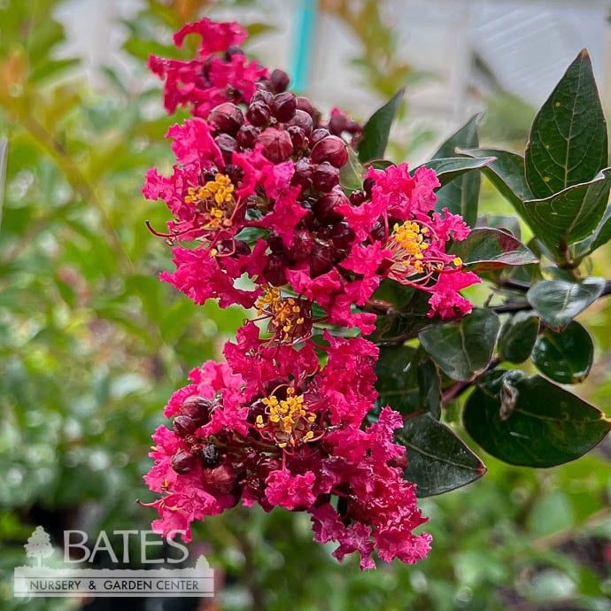 Topiary Patio Tree #5 Lagerstroemia x Summerlasting &#39;Strawberry&#39;/ Pink Dwarf Crape Myrtle