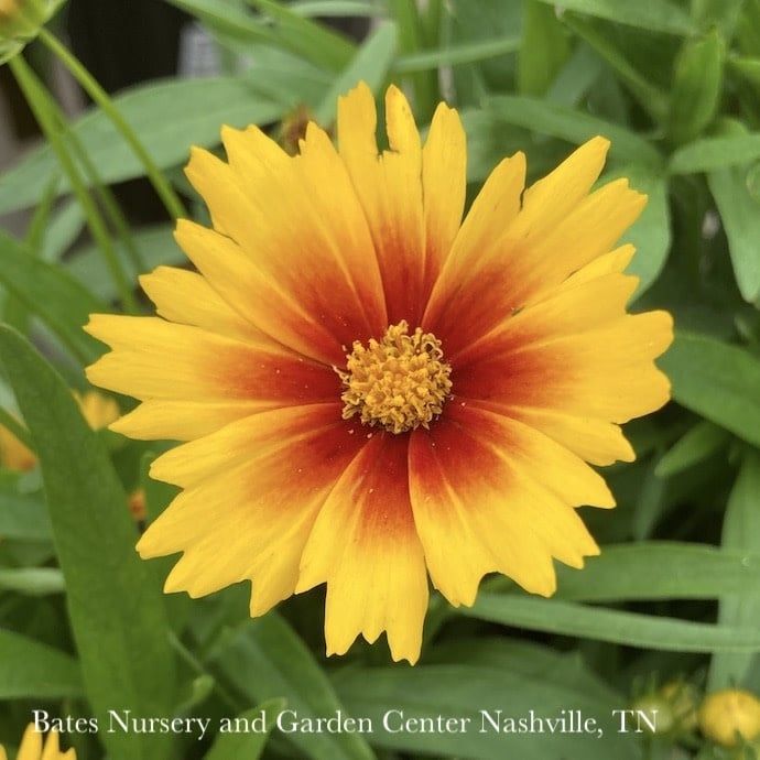 #1 Coreopsis x PW UpTick &#39;Gold &amp; Bronze&#39;/ Compact Tickseed