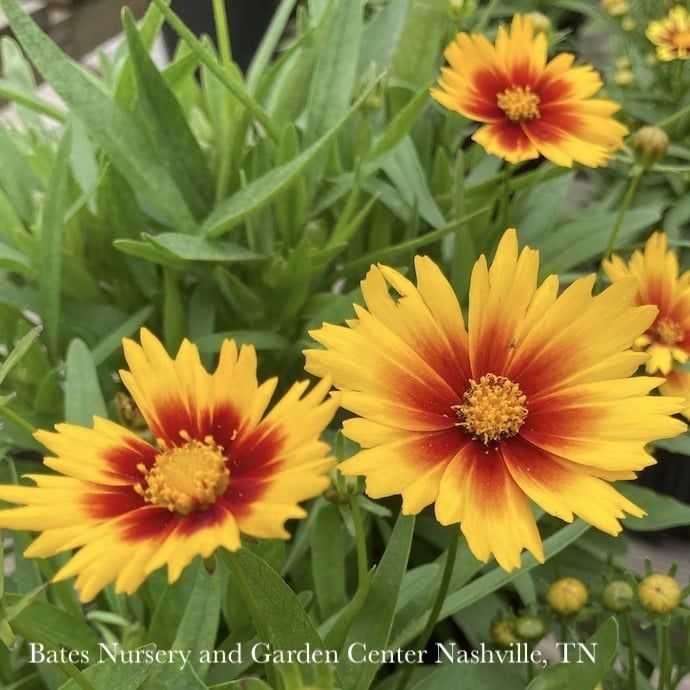 #1 Coreopsis x PW UpTick &#39;Gold &amp; Bronze&#39;/ Compact Tickseed