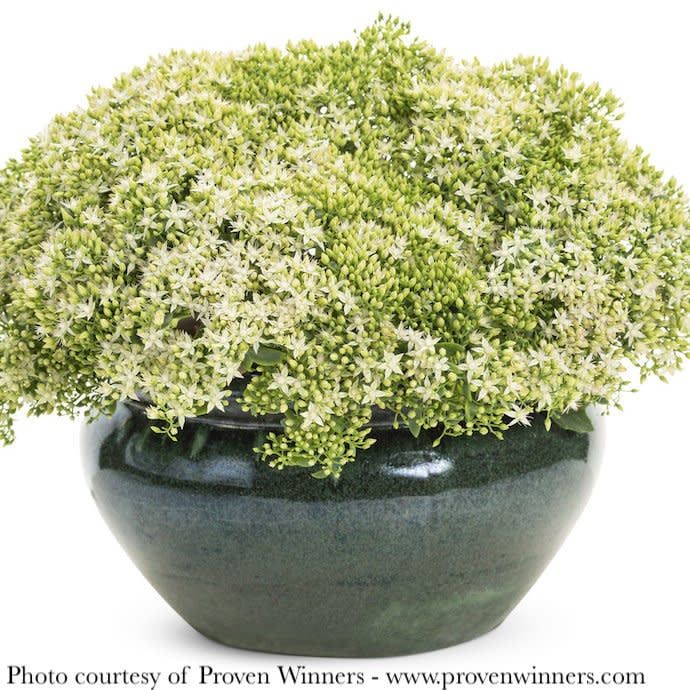 #1 Sedum x PW Rock &#39;N Grow &#39;Bundle of Joy&#39;/ Stonecrop
