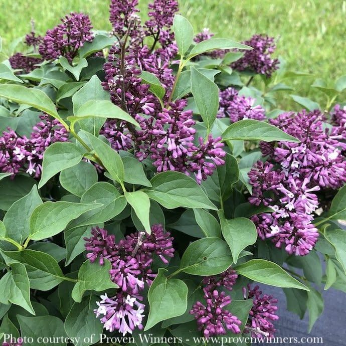 #3 Syringa x PW Baby Kim/ Dwarf Purple Lilac