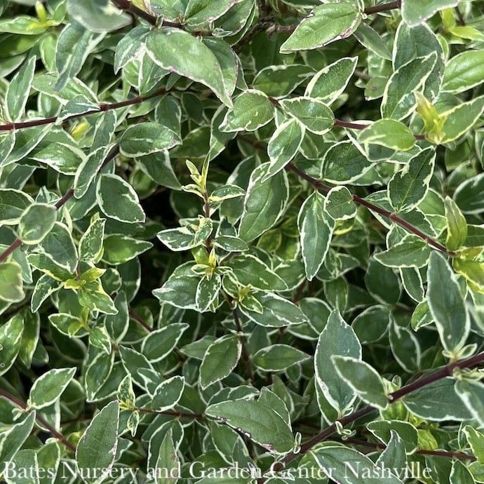 #1 Abelia x Lucky Lots/ Variegated