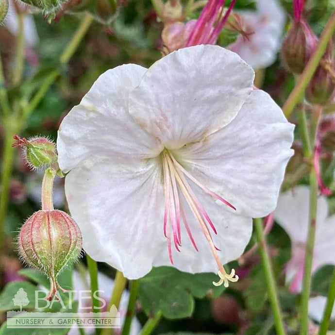 #1 Geranium x cant Biokovo/ White and Pink Cranesbill