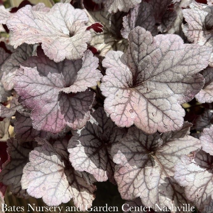 #1 Heuchera x rich Northern Exposure &#39;Silver&#39;/ Coral Bells