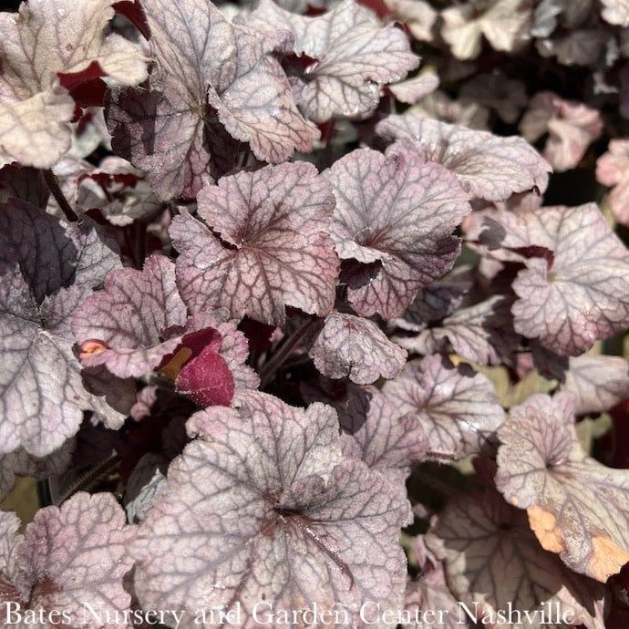 #1 Heuchera x rich Northern Exposure &#39;Silver&#39;/ Coral Bells