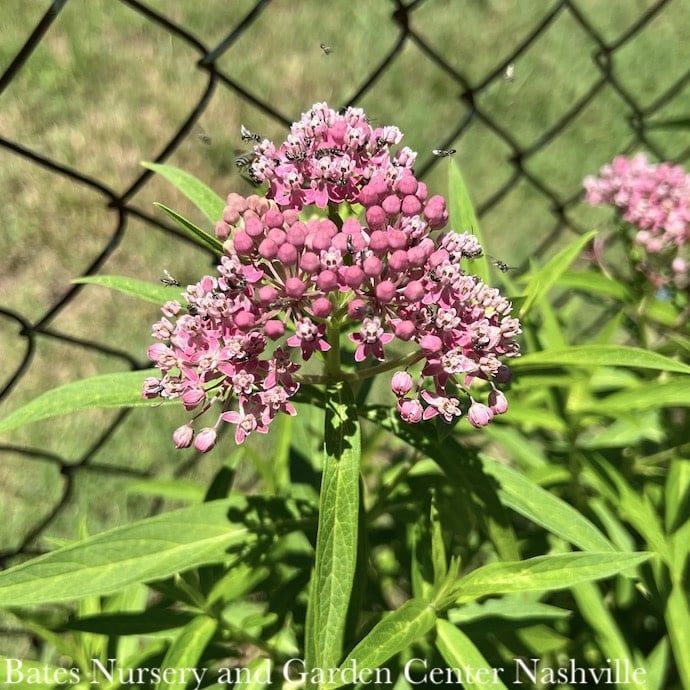 #1 Asclepias incarnata/ Pink Swamp Milkweed Native (TN)