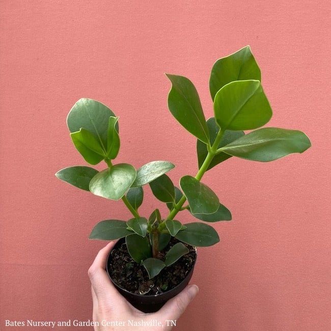 4p! Clusia g Princess / Autograph Plant /Tropical