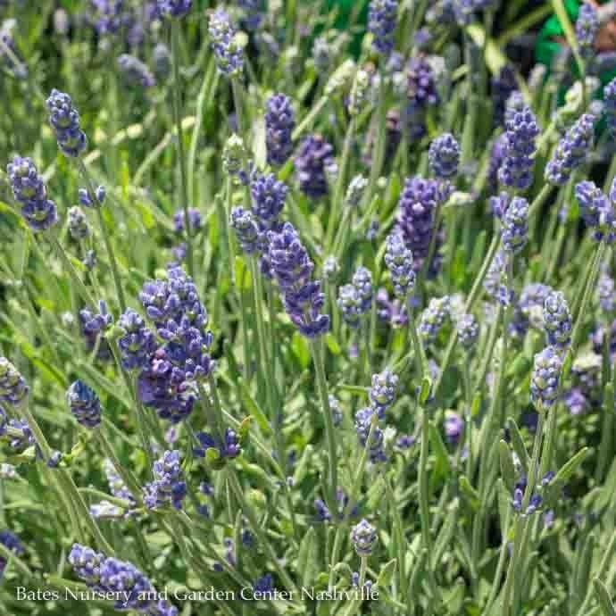 #1 Lavandula ang SuperBlue/ English Lavender - No Warranty