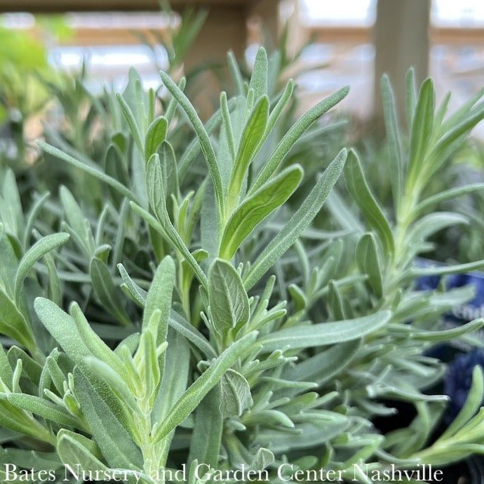 #1 Lavandula ang SuperBlue/ English Lavender - No Warranty