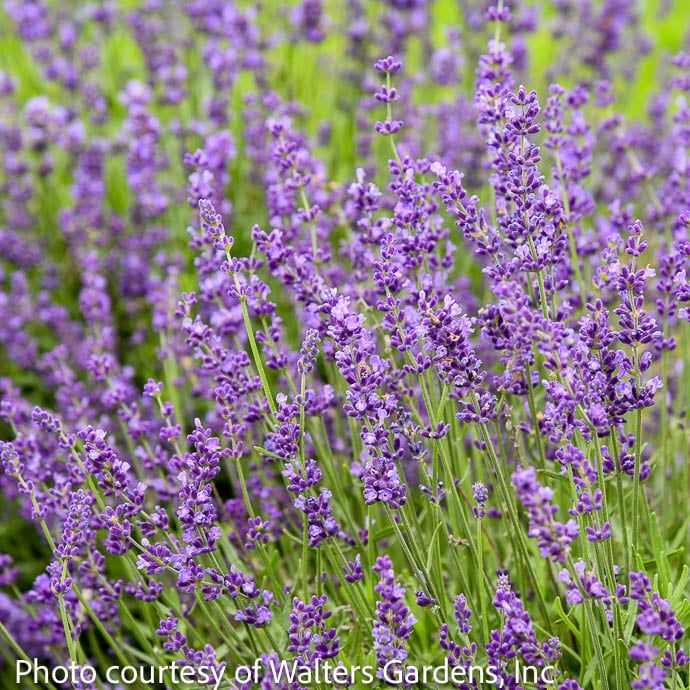 #1 Lavandula  ang Imperial Gem/ Lavender - No Warranty