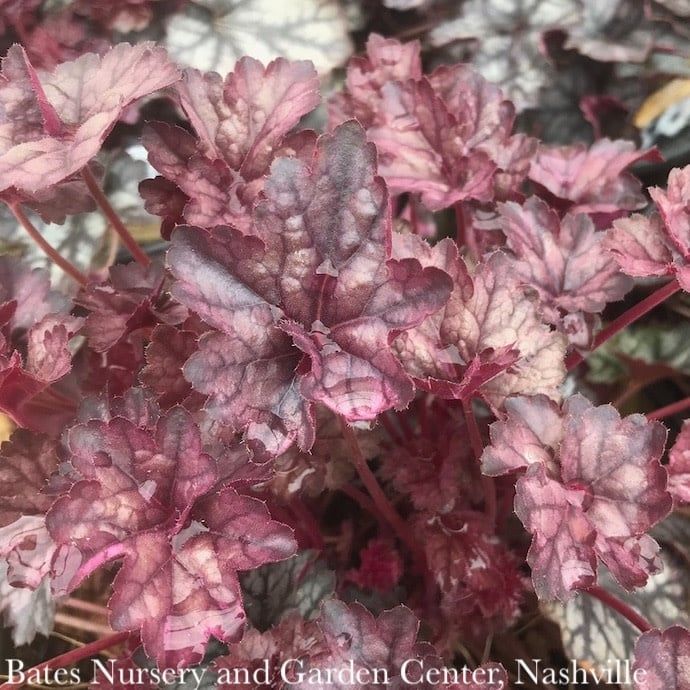 #1 Heuchera x Glitter/ Coral Bells