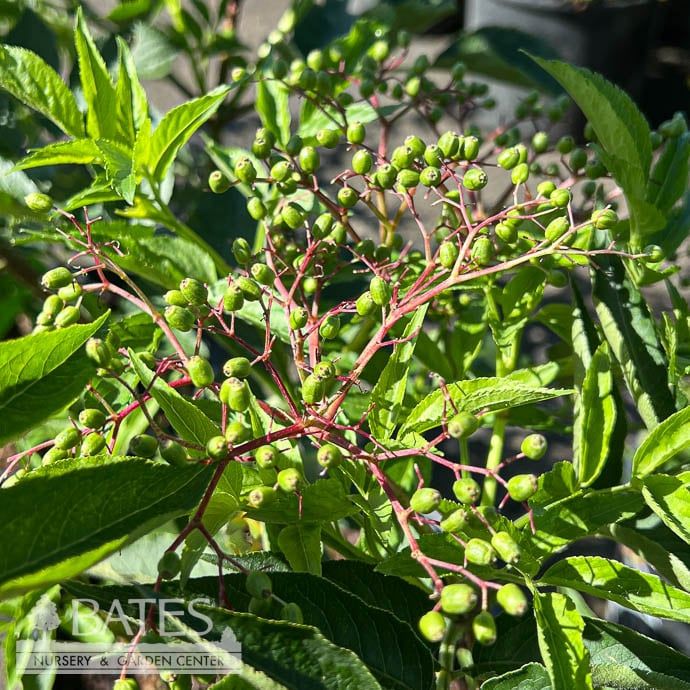 Edible #2 Sambucus nigra Samdal/ Elderberry Native (TN)