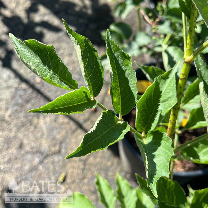 Edible #2 Sambucus nigra Samdal/ Elderberry Native (TN)