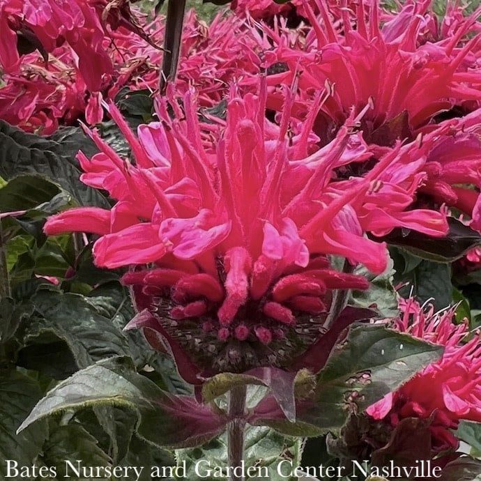 #1 Monarda did PW PP Pardon My Cerise/ Dark Pink Beebalm Native (TN)