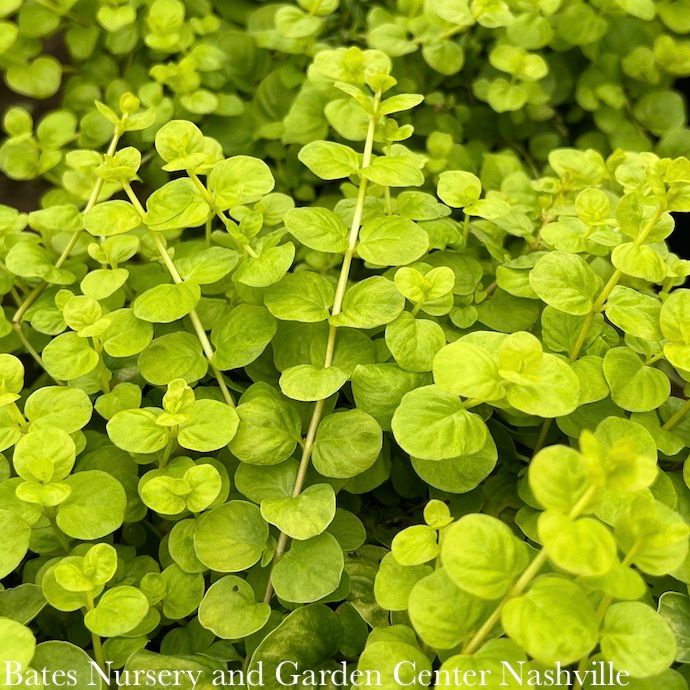 6-Pack Lysimachia num Aurea/ Golden Creeping Jenny
