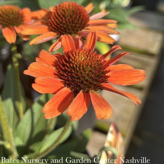 #1 Echinacea x Prima 'Tiger'/ Coneflower