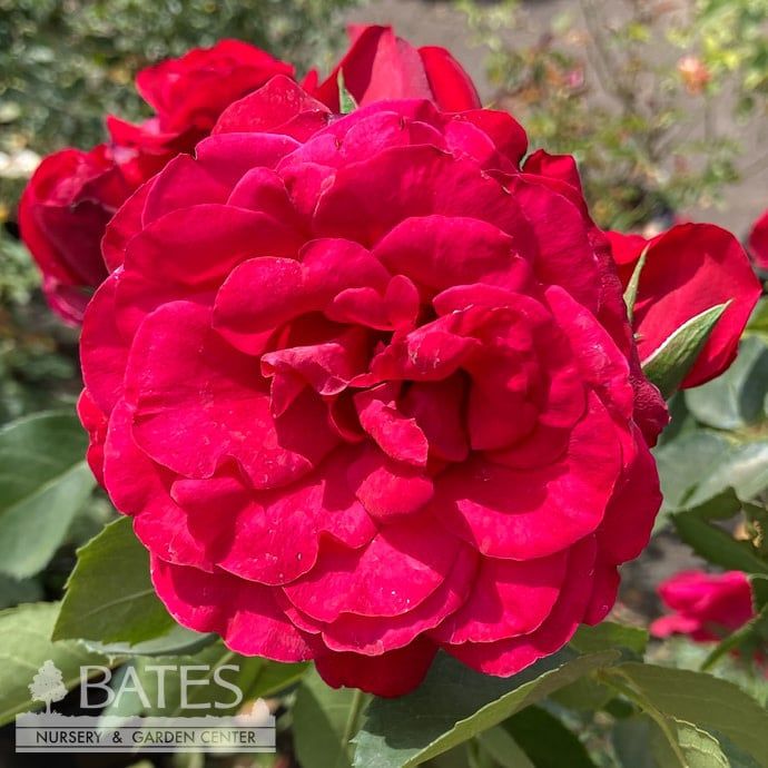 #5 STK Rosa Crimson Sky/ Climbing Rose - No Warranty