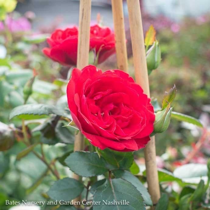 #5 STK Rosa Crimson Sky/ Climbing Rose - No Warranty
