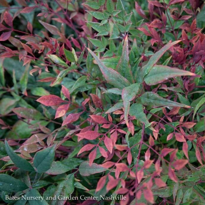 #2 Nandina dom Tuscan Flame/ Heavenly Bamboo