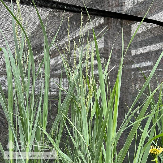 #1 Grass Panicum virg Totem Pole/ Switch Native (TN)
