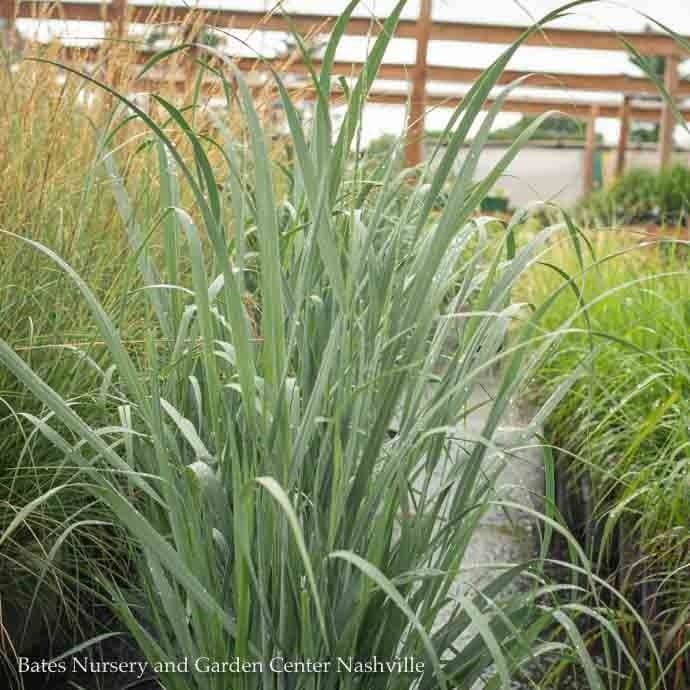 #1 Grass Panicum virg Totem Pole/ Switch Native (TN)
