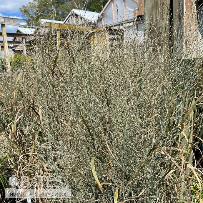 #1 Grass Panicum virg Totem Pole/ Switch Native (TN)
