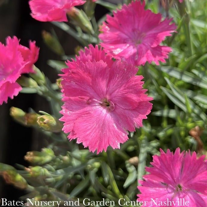 #1 Dianthus  xVivid &#39;Bright Light&#39;/ Pink