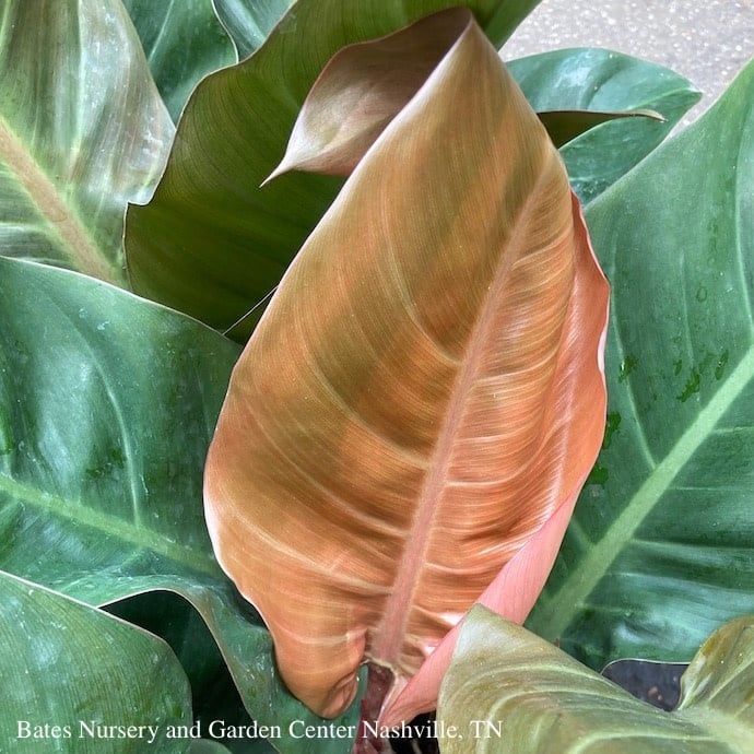 10p! Philodendron Imperial Red  /Tropical