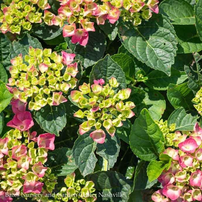 #5 Hydrangea mac Seaside Serenade &#39;Newport&#39;/ Bigleaf/ Pink Mophead