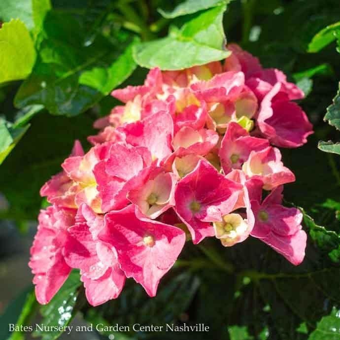 #5 Hydrangea mac Seaside Serenade &#39;Newport&#39;/ Bigleaf/ Pink Mophead