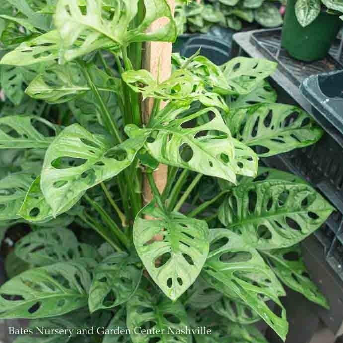 8p! Philodendron Swiss Cheese TRELLIS /Monstera adonsonii /Split Leaf /Tropical